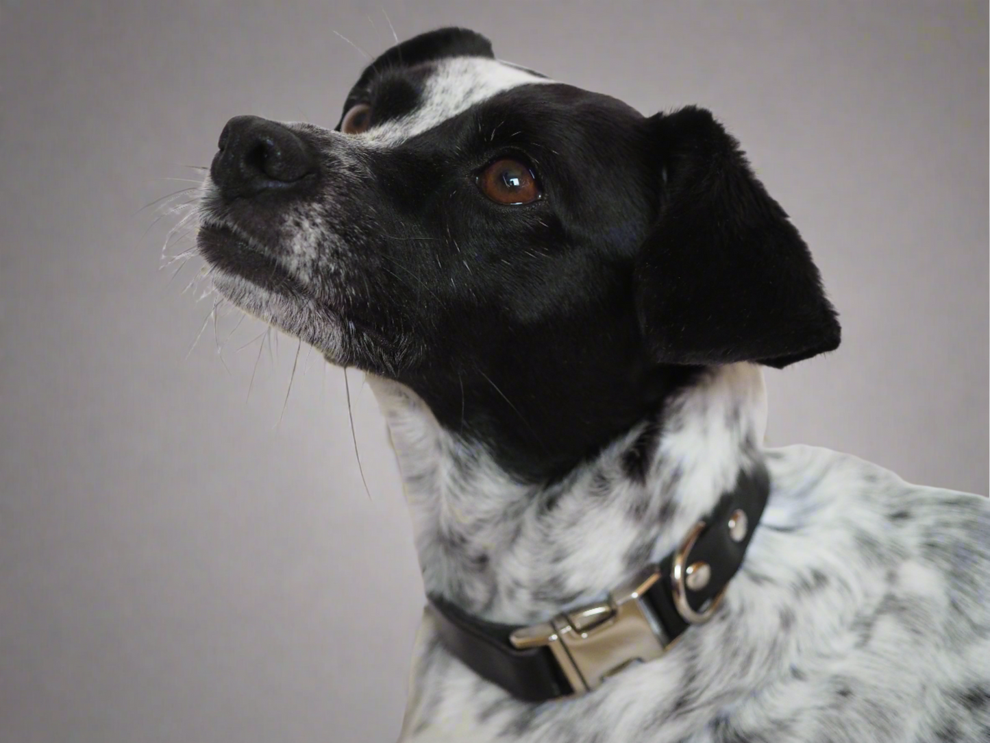 Stylish dog wearing a luxury black leather collar with silver hardware, showcasing premium craftsmanship against a neutral backdrop.