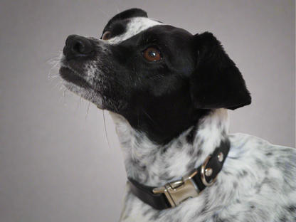 Stylish dog wearing a luxury black leather collar with silver hardware, showcasing premium craftsmanship against a neutral backdrop.