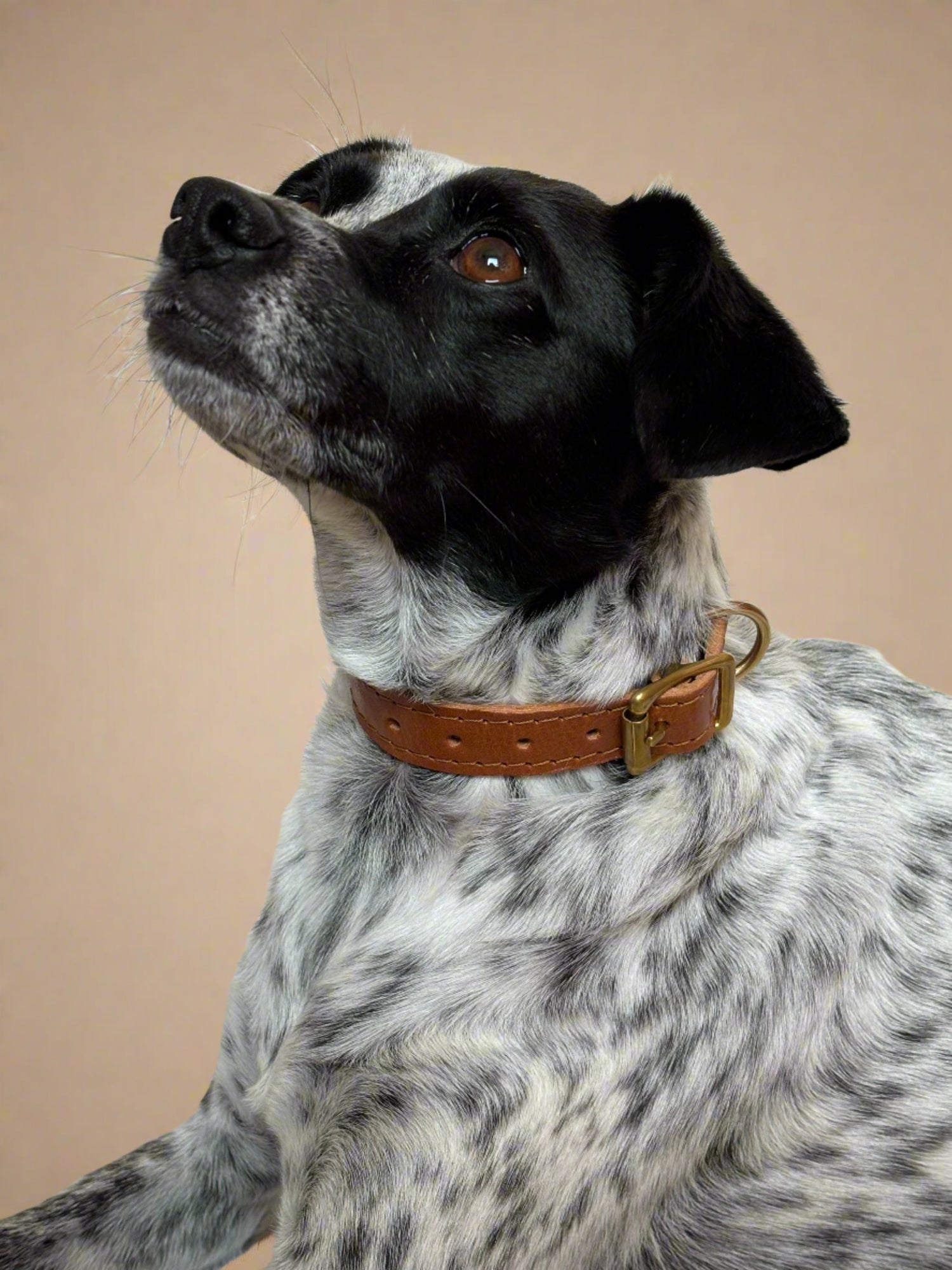 Close-up of dog wearing caramel leather collar with golden brass hardware, showcasing its elegant design and superior craftsmanship.