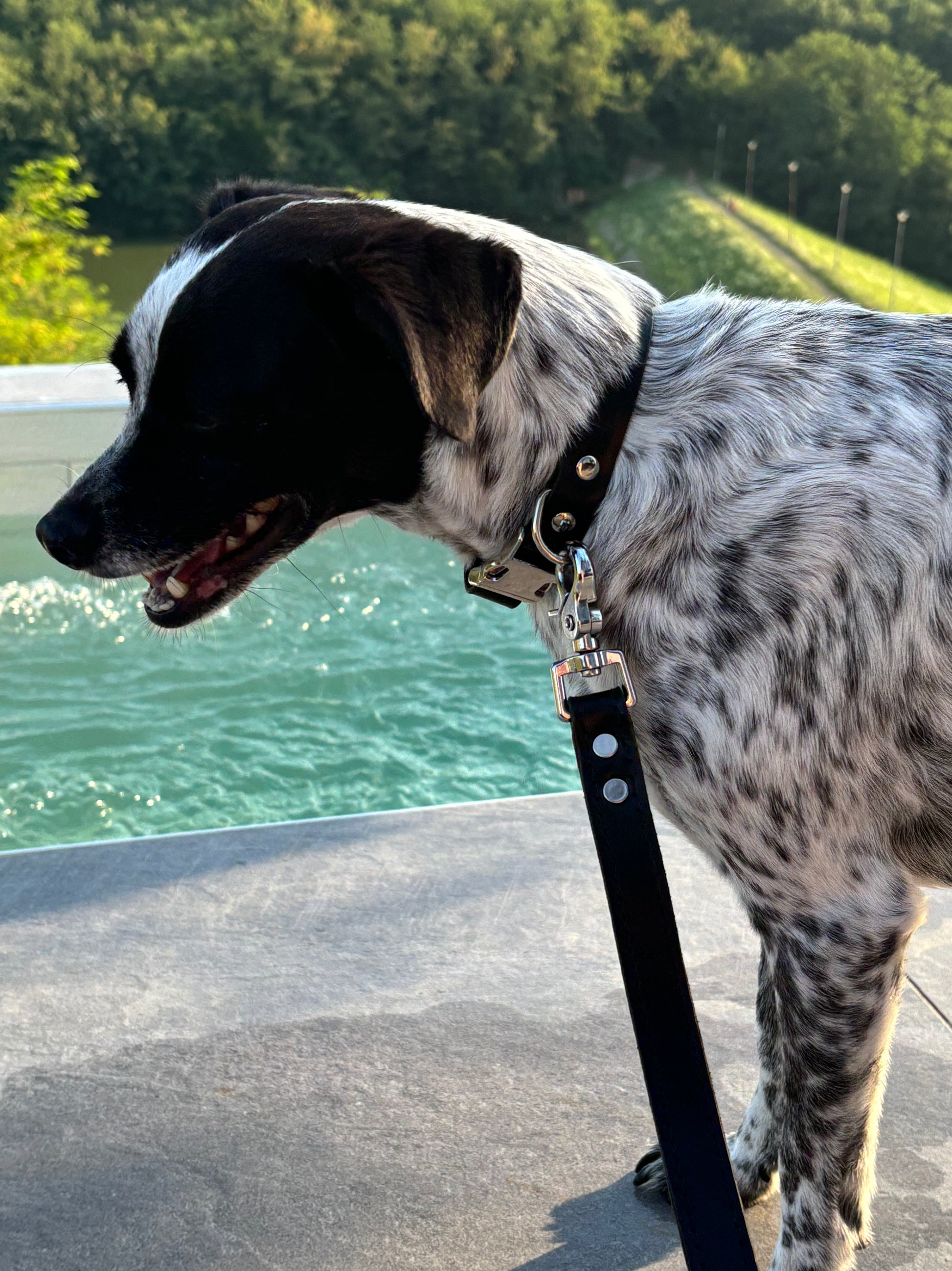 Dog wearing matching black leather collar and leash set standing next to a pool with a forest in the background.