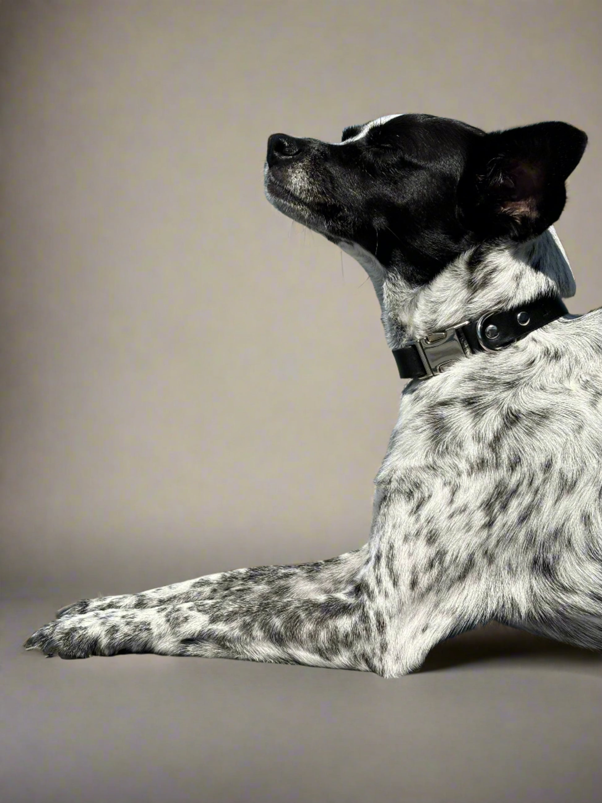 Luxury black leather dog collar with silver buckle, premium craftsmanship, worn by a dog with white fur and black spots.