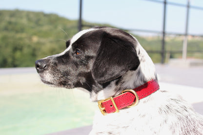 Luxury red leather dog collar with golden brass hardware, worn by a dog outside next to a pool, with a blurred forest backdrop, highlighting its elegance and craftsmanship