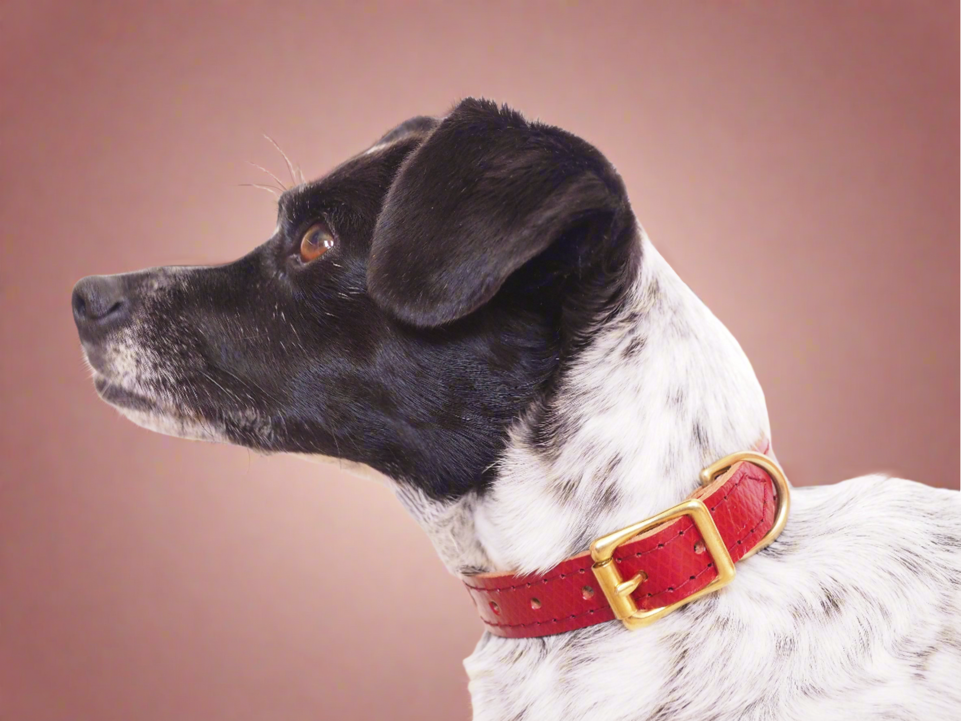 Luxury red leather dog collar with golden brass hardware, elegantly worn by a dog against a neutral background, highlighting its refined craftsmanship