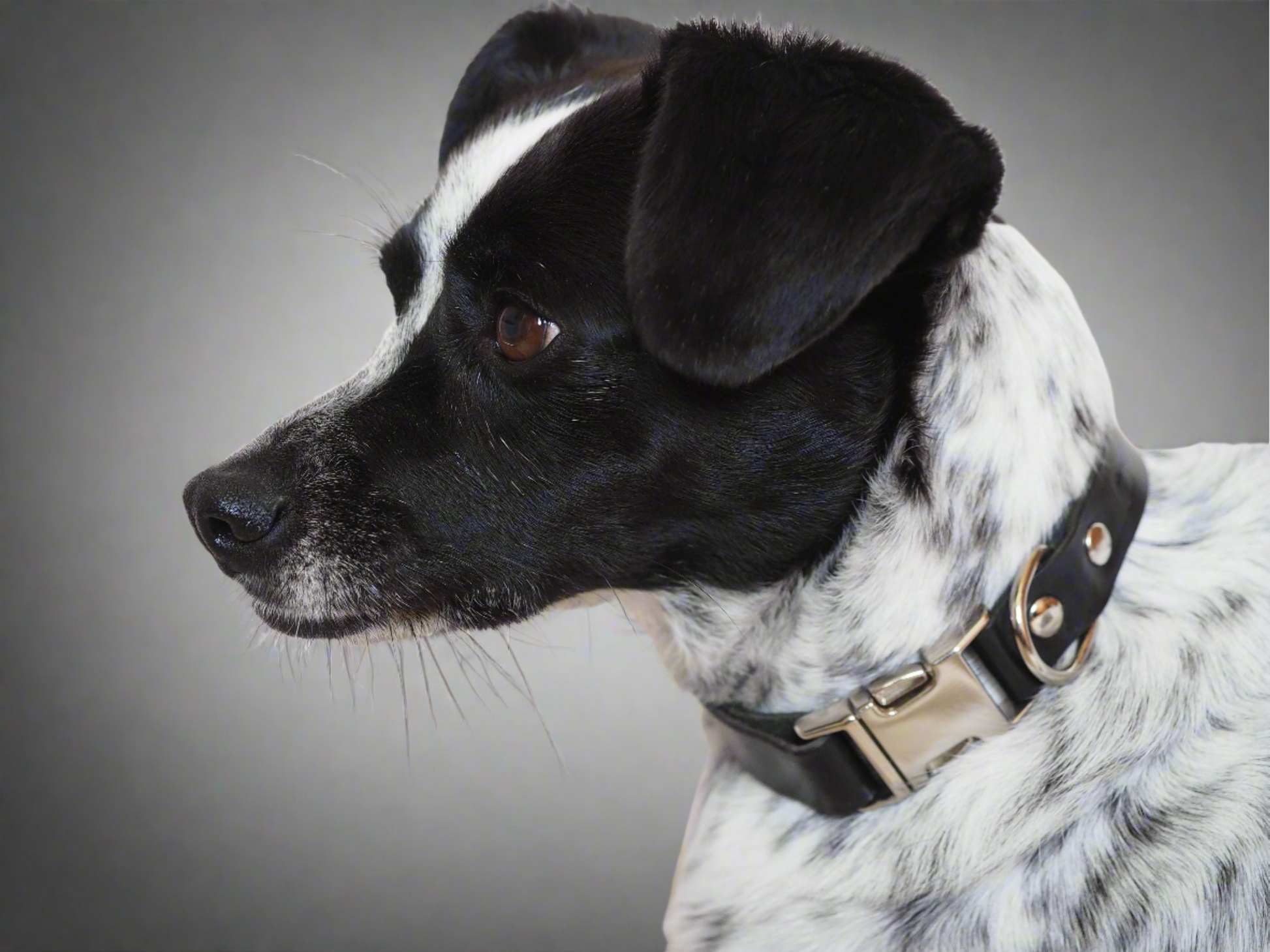 Dog wearing luxury black leather collar with silver buckle, showcasing premium craftsmanship against a neutral background.