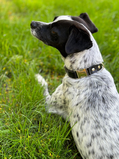 Dog wearing luxury black leather collar with silver buckle, relaxing on grass, highlighting elegant craftsmanship.